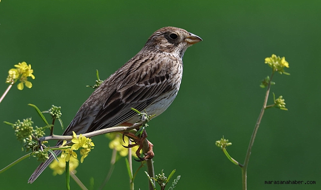 Kahramanmaraş’a Göçmen Kuş akını!