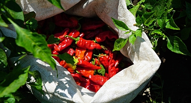 Kahramanmaraş Büyükşehir’den Üreticiye 650 Bin Hibe Biber Fidesi!