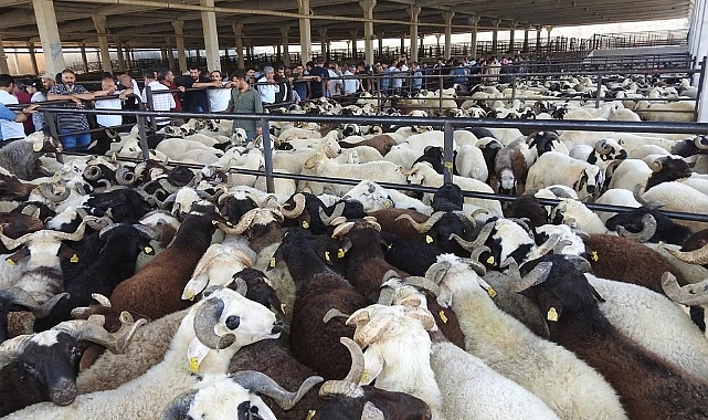 Kahramanmaraş’ta 2026 Yılı Kurbanlık Fiyatları Belli Oldu! İşte İlçe İlçe Rakamlar...