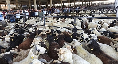 Kahramanmaraş’ta 2026 Yılı Kurbanlık Fiyatları Belli Oldu! İşte İlçe İlçe Rakamlar...