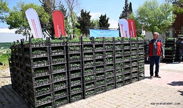 Kahramanmaraş’ta 500 çiftçiye %100 hibeli Maraş biberi fidesi dağıtıldı!