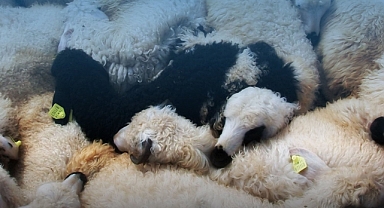 Kahramanmaraş'ta Hayvancılığa Dev Destek: 180 Bin TL'ye Kadar Yem ve Bakım Yardımı yapılacak!