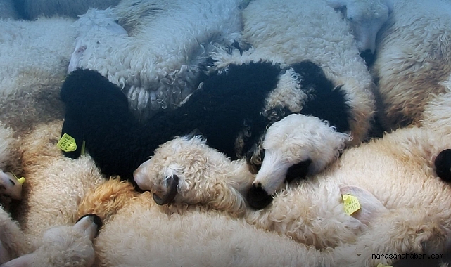 Kahramanmaraş’ta Hayvancılığa Dev Destek: 180 Bin TL’ye Kadar Yem ve Bakım Yardımı yapılacak!