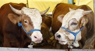 Kahramanmaraş’ta ilçelerin ardından İl merkezi Kurbanlık Fiyatları açıklandı! 