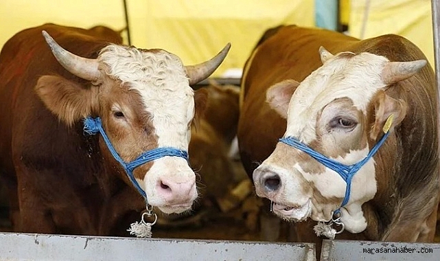 Kahramanmaraş’ta ilçelerin ardından İl merkezi Kurbanlık Fiyatları açıklandı!