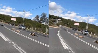 Kahramanmaraş’ta Talihsiz Kaza! Hayvanlar telef oldu