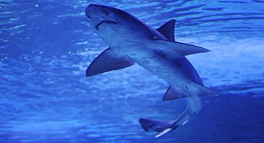 Köpek Balıklarında Uyuşturucu ve İlaç Kalıntıları Tespit Edildi!