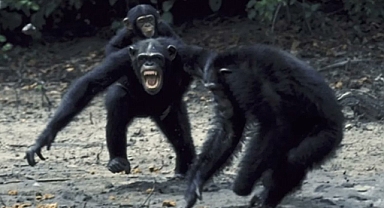 Maymun iç savaşı nedir? Uganda’da 24 şempanze öldü, bilim dünyasını şaşkına çevirdi