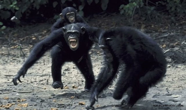 Maymun iç savaşı nedir? Uganda’da 24 şempanze öldü, bilim dünyasını şaşkına çevirdi