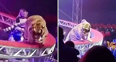 Sirkte dehşet! Kaplan seyircilerin arasına daldı