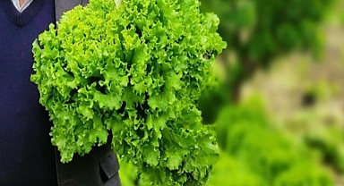 Tarlada 15 TL tezgahta 100 TL!