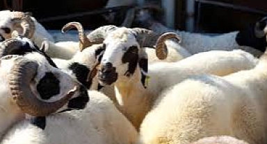 Vekaletle kurban kesim bedelleri belirlendi!