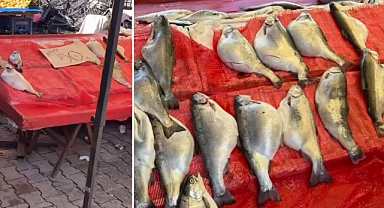 Pazarda 50 TL’ye Somon Alarmı: Gıda Mühendisinden Kritik Uyarı