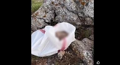 Elbistan'da Vicdanları Sızlatan Olay: Öldürülmüş Eşek Çuval İçinde Arazide Bulundu