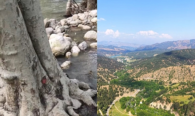 Kahramanmaraş’ta Binlerce Ağaç Tehlikede: Fırnız Çayı’nda Kesim Kararı Tepki Çekti