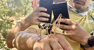 Çekirgeler Zararlı Mı, Zehirli Mi? Dev Çekirge Isırırsa Ne Olur, İlk Müdahale Nasıl Yapılmalı?