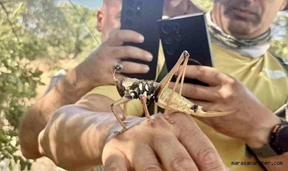 Çekirgeler Zararlı Mı, Zehirli Mi? Dev Çekirge Isırırsa Ne Olur, İlk Müdahale Nasıl Yapılmalı?