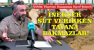 Eşref Şekerli: İnekler Süt Verirken Tavana Bakmazlar