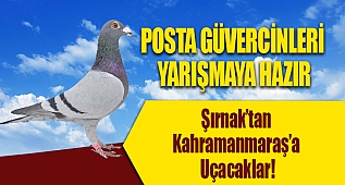 POSTA GÜVERCİNLERİ YARIŞA HAZIR!