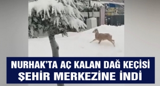 Nurhak'ta aç kalan dağ keçisi şehir merkezine indi 